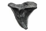 Snaggletooth Shark (Hemipristis) Tooth - South Carolina #211607-1